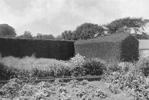Box Hedges in Kitchen Garden by Charles Latham