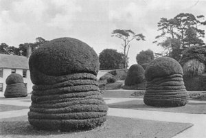 Yews Like Concertinas by Charles Latham