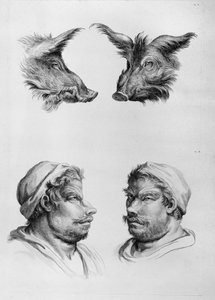 Similarities Between the Head of a Boar and a Man, from 