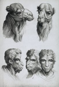 Similarities Between the Head of a Camel and a Man, from 