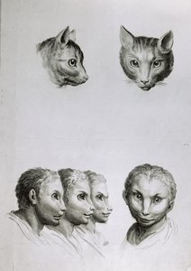 Similarities Between the Head of a Cat and a Man, from 