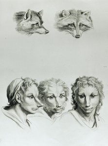 Similarities Between the Head of a Fox and a Man, from 