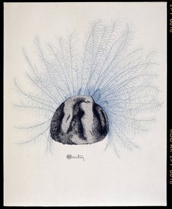 Feathered Hat - 