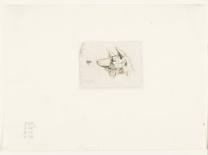 Head of a New Holland Dog by Charles Meryon