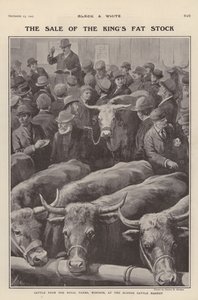 Cattle from the royal farms at Windsor on sale at Slough cattle market, Berkshire by Charles Mills (after) Sheldon