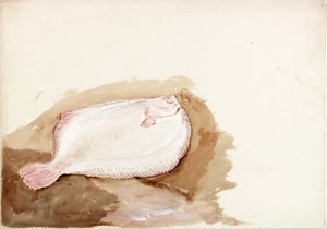 Study of a Flat Fish by Charles Napier Hemy