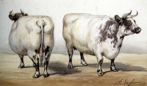 Study of Two Long-horned Cows