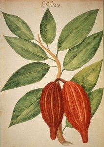 Cocoa by Charles Plumier