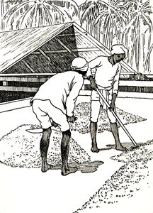 Drying the Cocoa