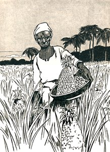 Gathering Pineapples by Charles Robinson