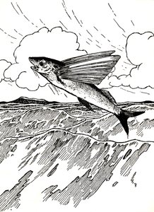 The Flying Fish by Charles Robinson