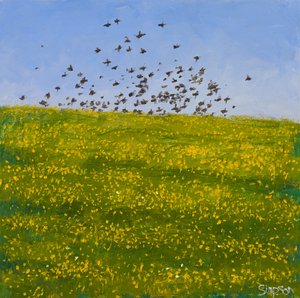 Starlings & Buttercups, Iona, 2015