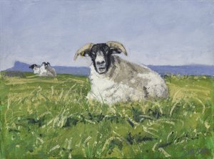 West Coast Sheep, 2017