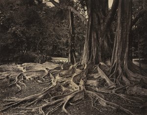 Rubber Tree, Assam, India by Charles T. Scowen