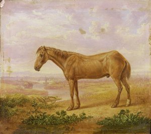 Old Billy, a Draught Horse, Aged 62