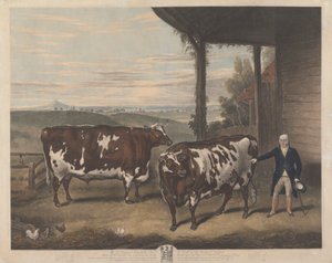 Two Durham Oxen by Charles Turner