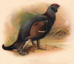 Black Grouse Tetrau Tetrix