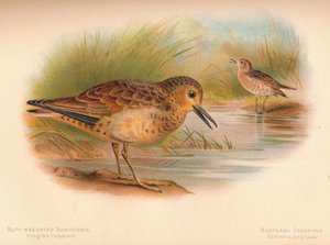 Buff-Breasted Sandpiper Tringites rufescens, Bartram