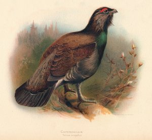 Capercaillie