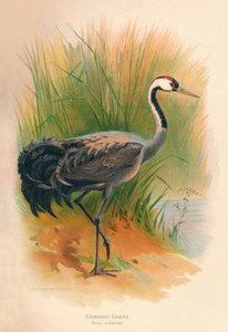 Common Crane (Grus cinerea)