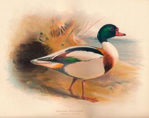 Common Sheldrake by Charles Whymper