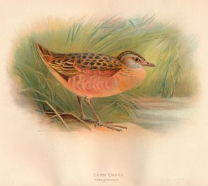 Corn Crake Crex pratensis, 1900 by Charles Whymper