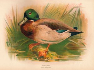 Mallard Anas boschas