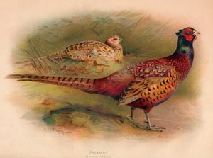Pheasant Phasianus colchicus, 1900