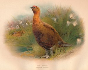 Red Grouse Lagopus Scoticus