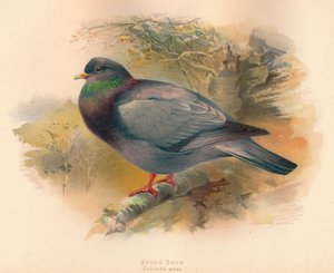Stock Dove Columba aenas