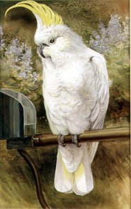 Sulphur Crested Cockatoo