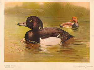 Tufted Duck Fuligata cristata, Red-Crested Pochard Netta rufina