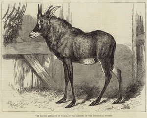 The Equine Antelope of Nubia, in the Gardens of the Zoological Society by Charles William Carter