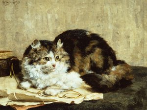 A Tabby Cat