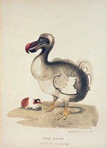Study of a Dodo and a Guinea-pig by Charlotte Augusta Spencer Churchill