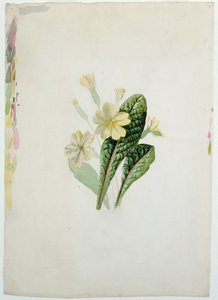 Study of a primrose by Charlotte Bronte