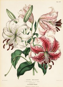 Japanese lily varieties, Lilium specioseum