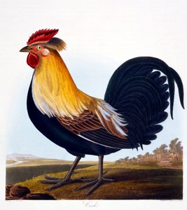 Cock (Phasianus) (engraved by Robert Havell, Jr, 1835)