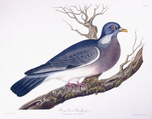 Ring Dove Woodpigeon