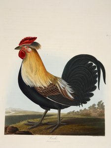 Cock, Phasianus, pub. 1835
