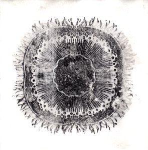 Plant Cells by Charlotte Orr