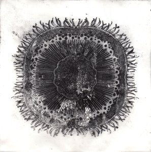 Plant Cells by Charlotte Orr