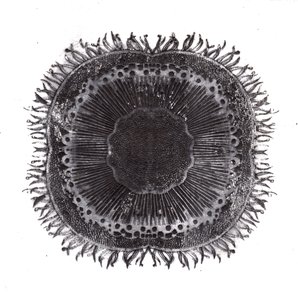 Plant Cells by Charlotte Orr