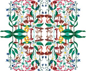 Wild Plants by Charlotte Orr
