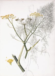 A Botanical Study by Charlotte Strickland