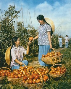 Chinese food production: ripe tomatoes by Chinese Photographer