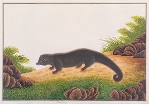Binturong, from Drawings of Animals, Insects and Reptiles from Malacca, c.1805-18 by Chinese School