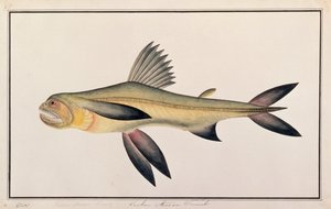Bombay Duck, from Drawings of Fishes from Malacca, c.1805-18 by Chinese School
