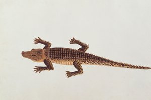 Boo-ay-ah Alligator, from Drawings of Animals, Insects and Reptiles from Malacca by Chinese School