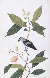 Booah Nawa Hawa, from Drawings of Birds from Malacca, c.1805-18 by Chinese School